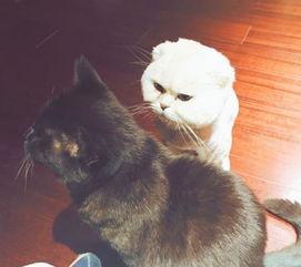 猫咪能做明星吗吗,揭秘宠物界的璀璨星途