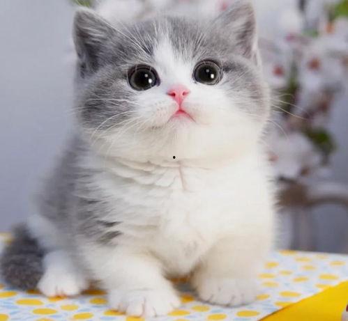 刚满月的猫头条,刚满月的小猫头条来袭！