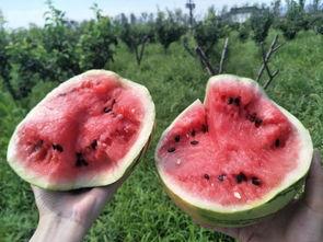 西昌唐园吃瓜,西昌夏日美食之旅