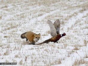 球头条野鸡,野鸡新闻背后的真相与反思