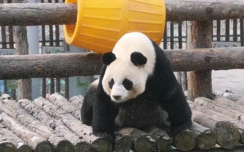 奇奇和妙妙吃瓜