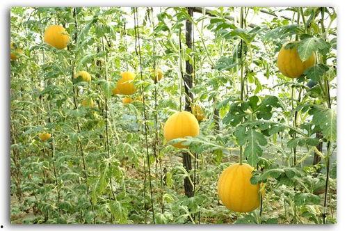 kcl180磅吃瓜,揭秘校园美食新潮流