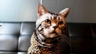 网红帅气猫,萌态万千，俘获无数粉丝心